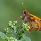 Zabulon Skipper