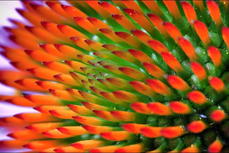 Spiny