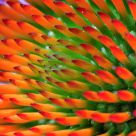 Spiny