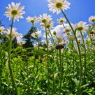 Bellis perennis