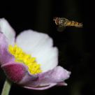 Syrphidae