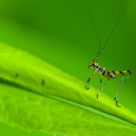 In the green