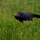 Gliding for fun