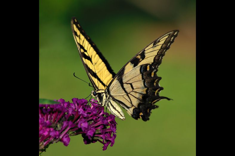 Eastern Tiger Swallowtail