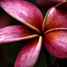 Petals