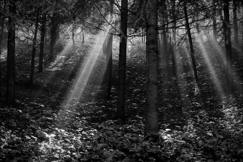 Forest light