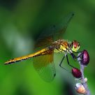 Dragonfly 