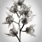 Orchid