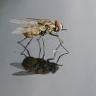 Alfa-Fly