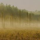 The Spruce Bog