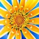 Yellow Flower Macro