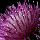 Centaurea jacea