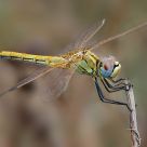 Libelula amarilla