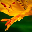 Flower Dew