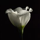 Lisianthus And Early Light