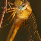 Mirada de la libelula amarilla