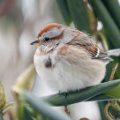 Chipping Sparrow