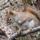 A Squirrels Eye View