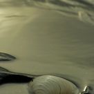 Seashell