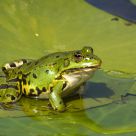 Little Frog