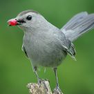 Cat Bird