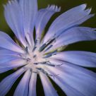 Out of the blue