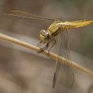 Libelula