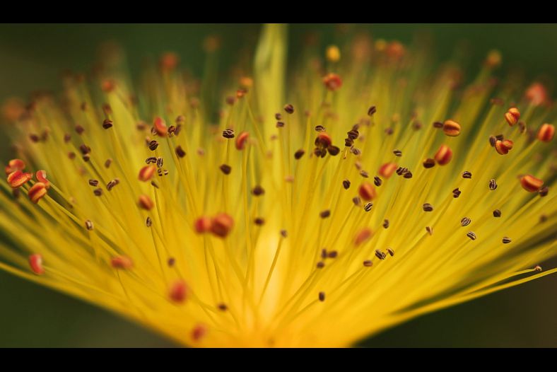 Nature's Flame