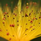Nature's Flame