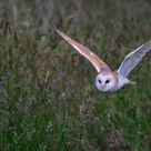 Silent Flight