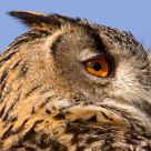 Horned owl