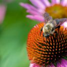 Bombus impatiens
