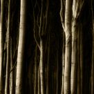 ghost forrest