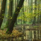 Autumn creek