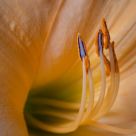Lily Time