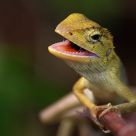 Lizard