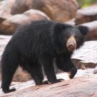 Sloth Bear in Monsoon Rains