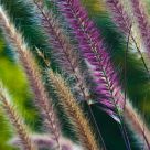 Pennisetum setaceum 'Rubrum'
