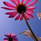 Summer in the Garden