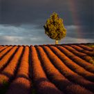 Lavender rainbow