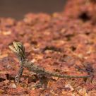 Calotes versicolor
