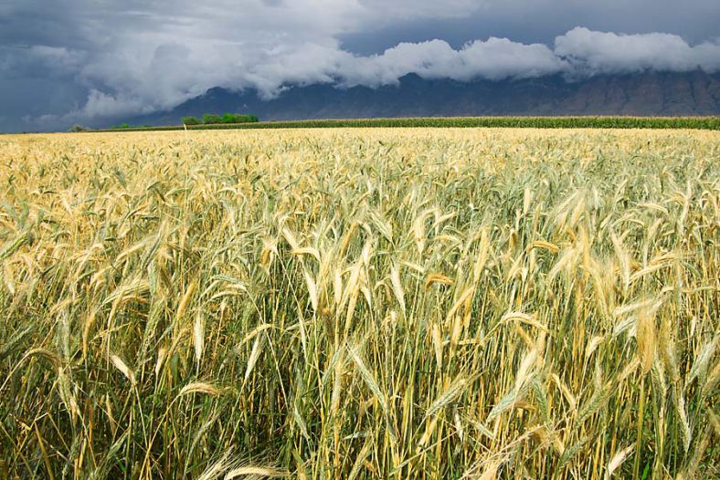 Wheat & Mountains During Storm