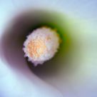 The heart of the flower