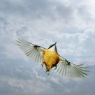 In flight II