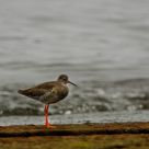 Red legged
