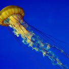 Swimming Jelly