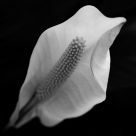 Peace Lily