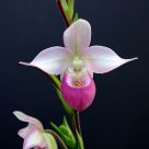 Slipper Orchid