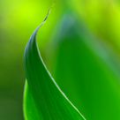 Canna Leaves