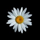 Daisy Works